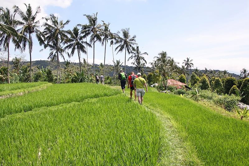Rizières à Munduk - Bali - Indonésie