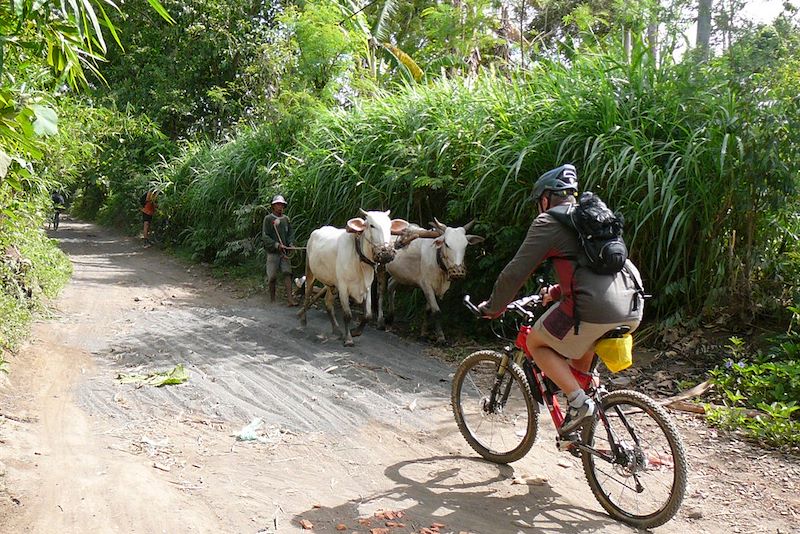 Bali, les 2 mains sur le guidon