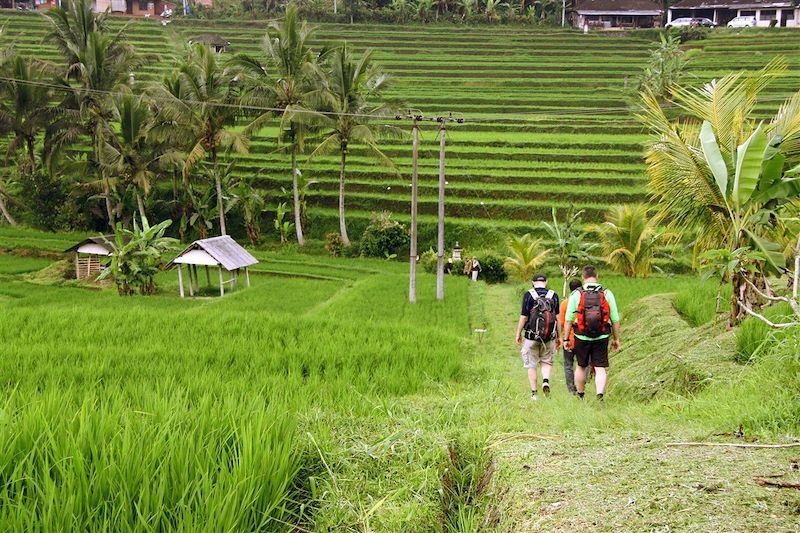Rizières à Jatiluwih - Bali - Indonésie