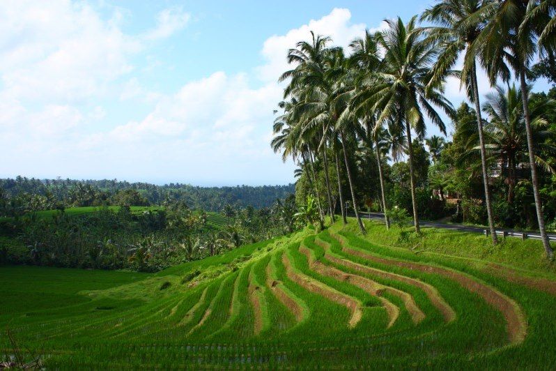 Belimbing - Bali