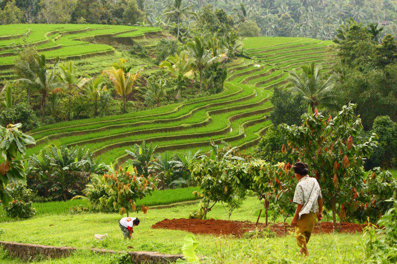 Un grand tour de Bali nature et authentique avec 3 nuits chez l'habitant, 2 nuits sous tentes, de nombreuses randonnées... 12