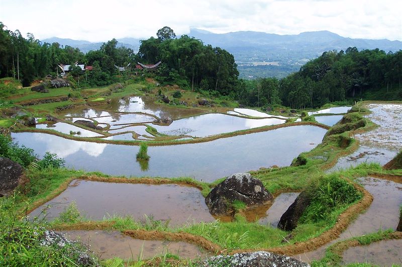 Randonnée en pays Toraja 