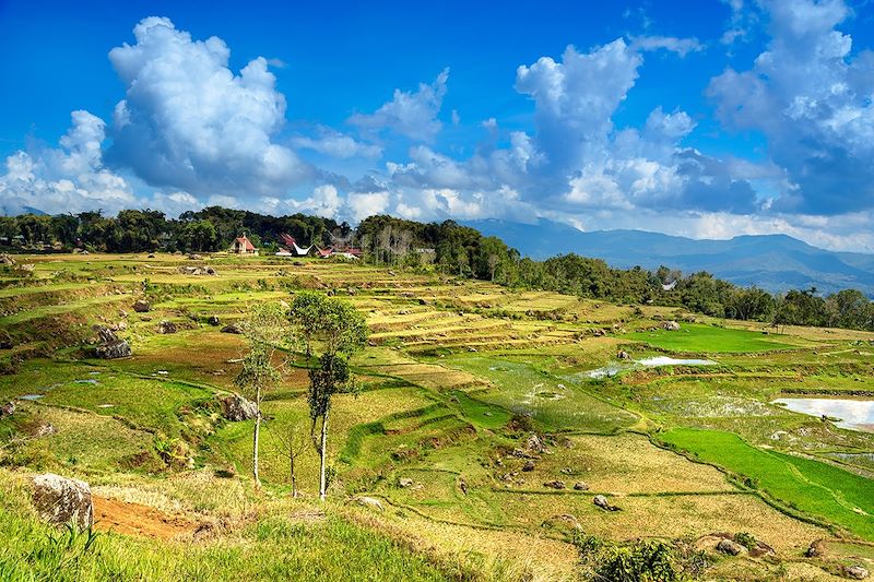Rizières en pays Toraja - Sulawesi - Indonésie