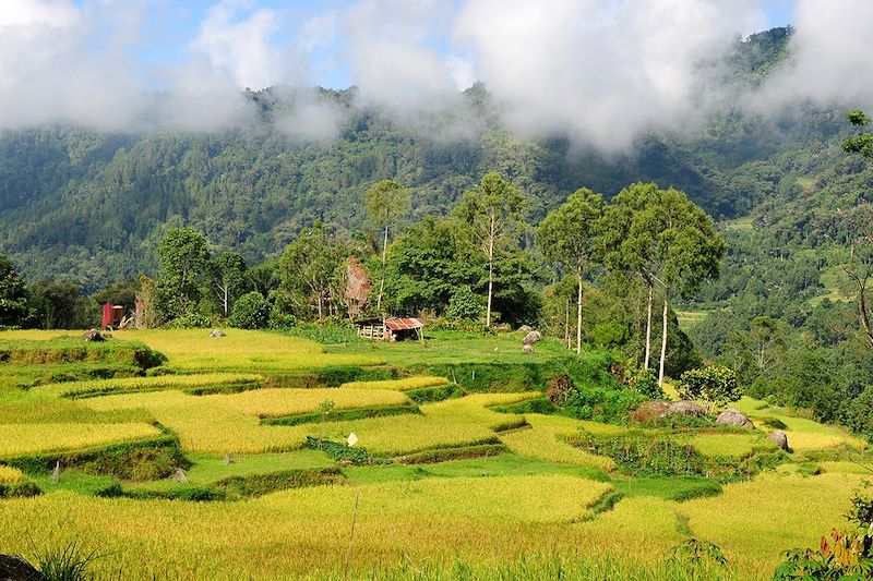 Paysage de rizières en pays Toraja - Île de Sulawesi - Indonésie
