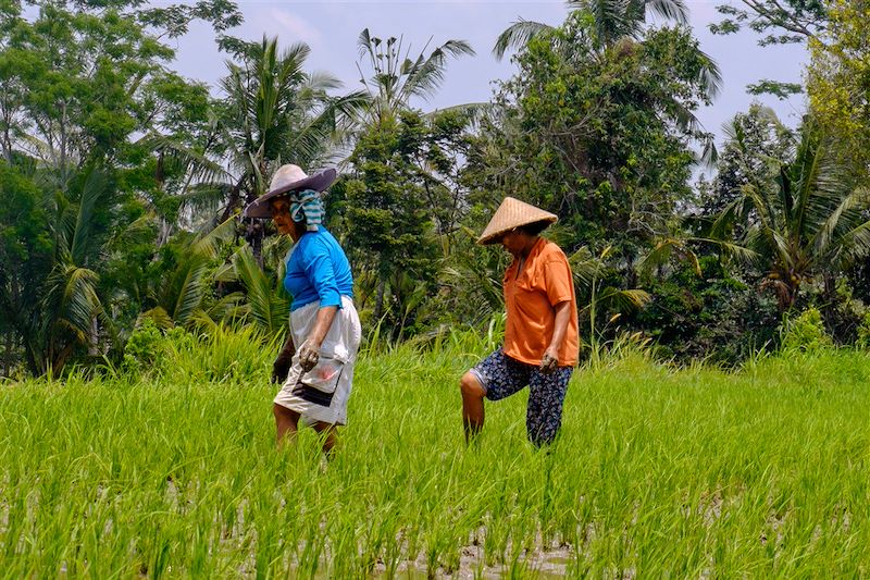 Ascension du Rinjani et rizières de Bali 