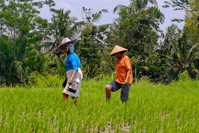Ascension du Rinjani et rizières de Bali  3
