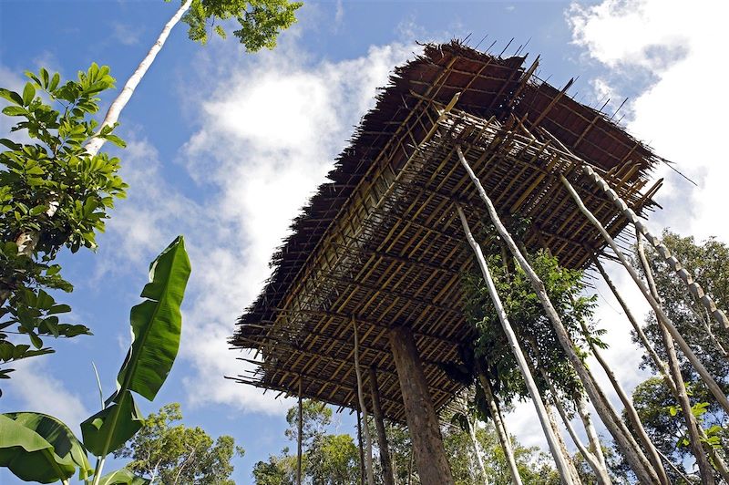 Maison arbre Korowai - Papouasie - Indonésie