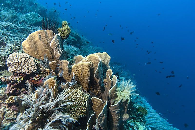 Parc national marin de Bunaken - Sulawesi du Nord - Indonésie