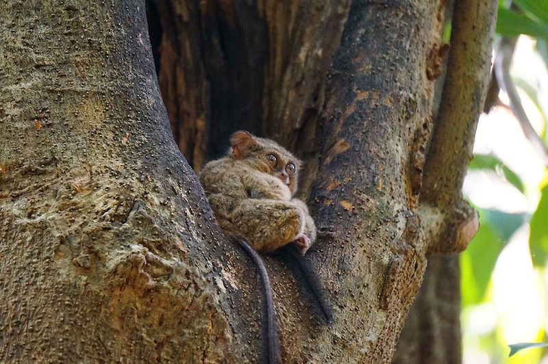 Tarsier niché dans un arbre - Parc National de Tangkoko - Sulawesi - Indonésie