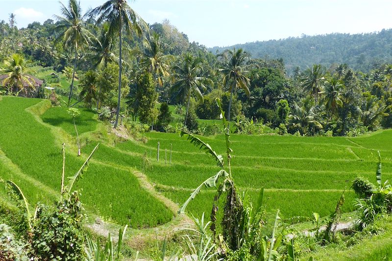 Bali, l'aventure en Mehari