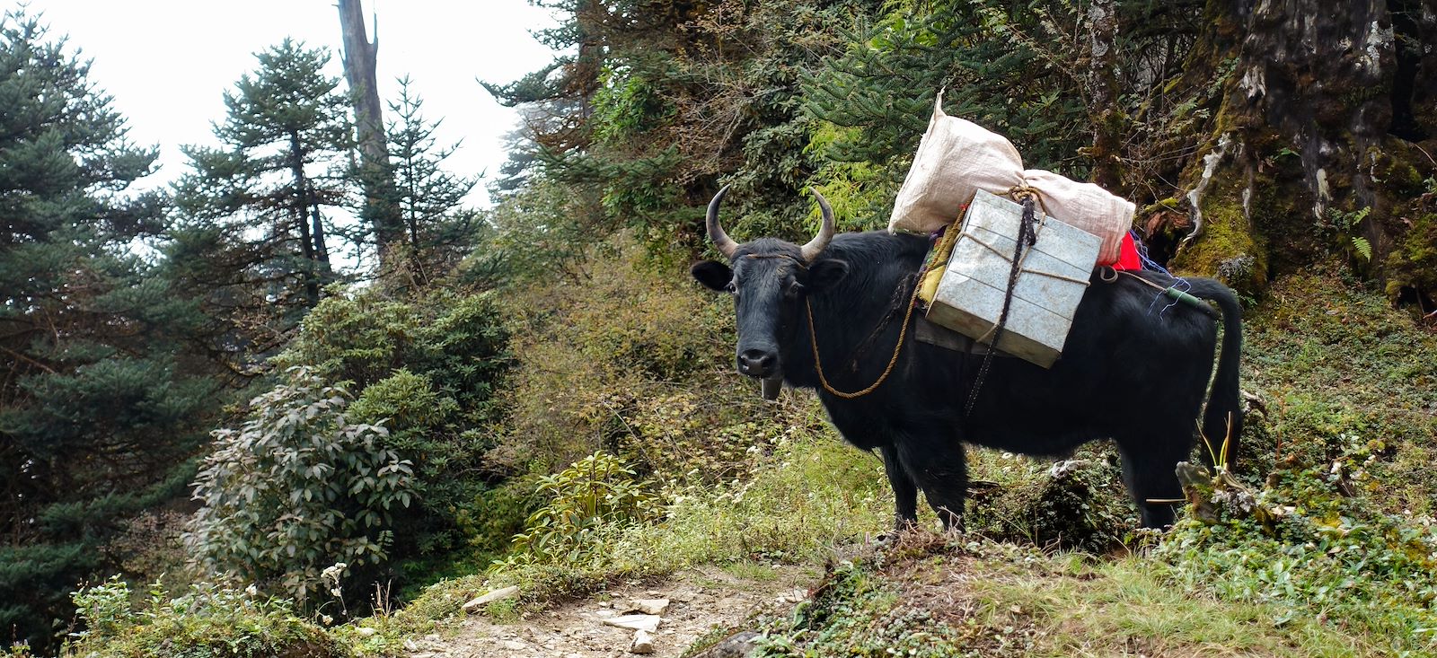 Image Sikkim, au pied du Kanchenjunga