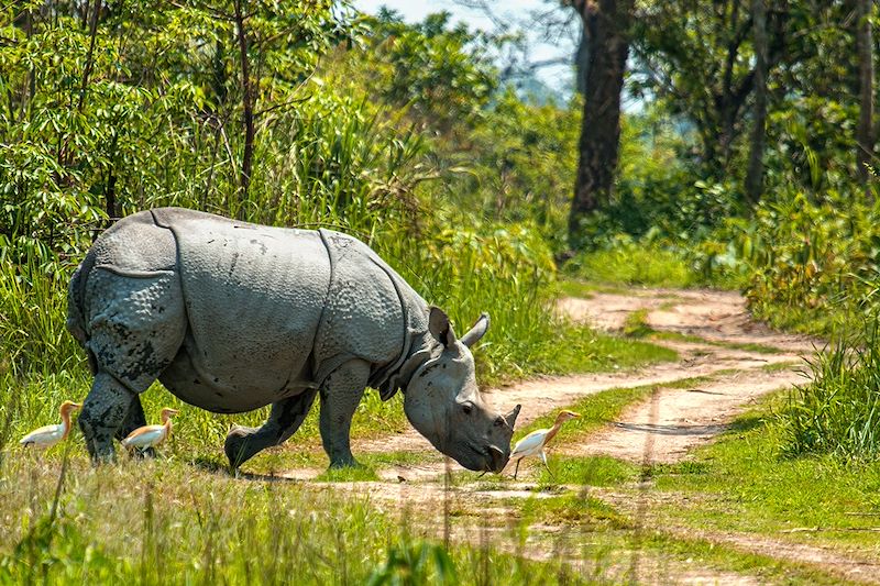 Découverte des Seven Sisters, paysages montagneux à Kohima, forêts luxuriantes à Kaziranga et traditions ancestrales chez les Naga