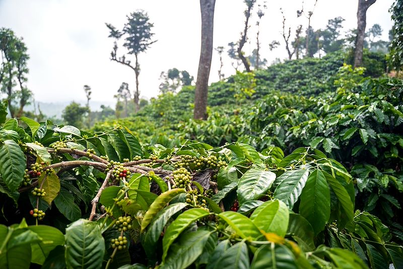 Plantation de café à Chikmagalur - Karnataka - Inde