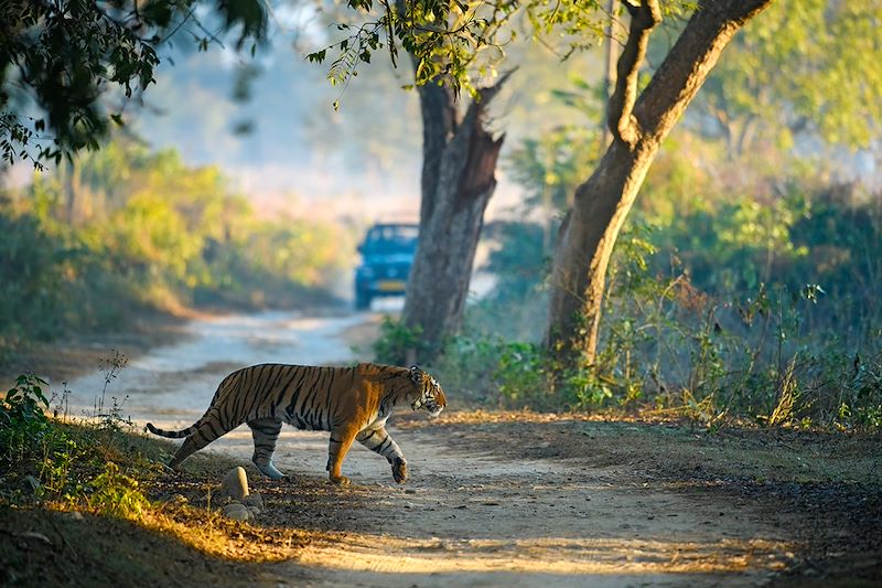 Tigre dans le Parc national Jim Corbett - Inde