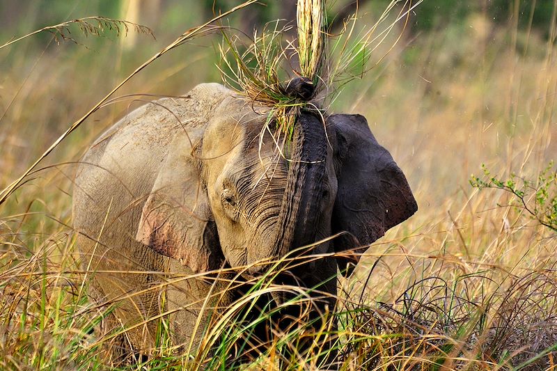 Eléphant d'Asie sauvage -  Parc national Jim Corbett - Inde