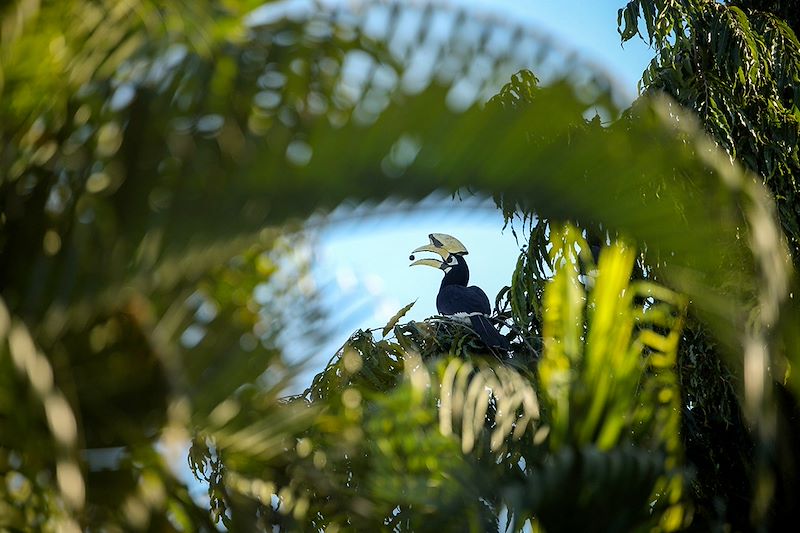 Calao bicorne au Parc national de Kaziranga - Assam - Inde