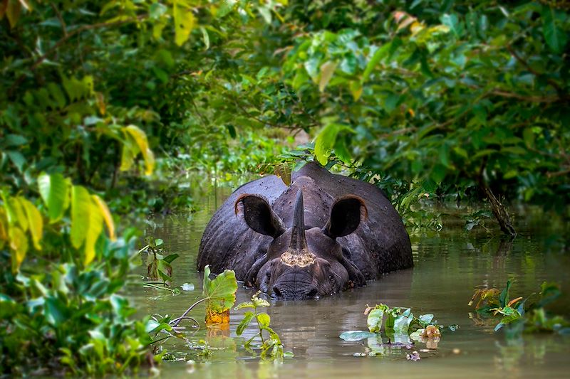 Voyage au nord-est de l’Inde, hors des sentiers battus : balades à Calcutta, randonnées à Cherrapunji, safari à Kaziranga...