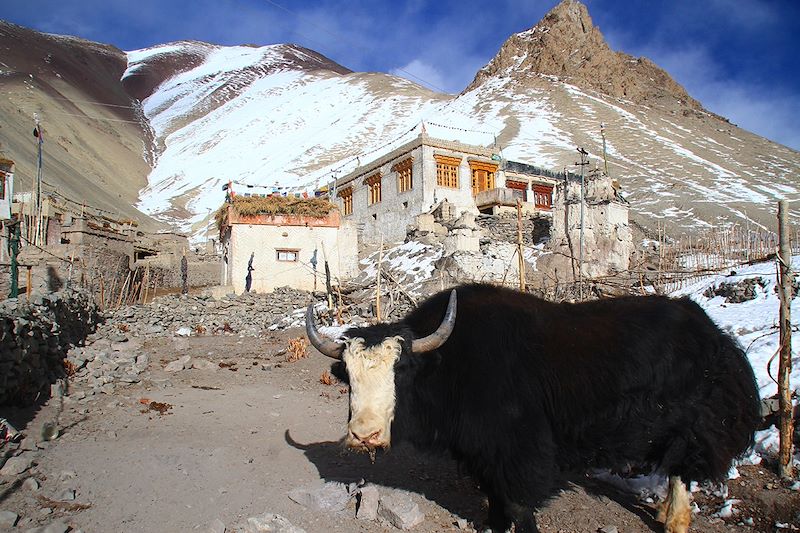 Yak à Rumbak - Ladakh - Inde