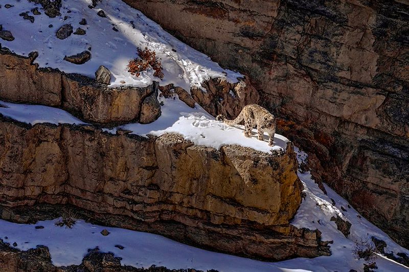 Panthère des neiges en Inde himalayenne - Inde