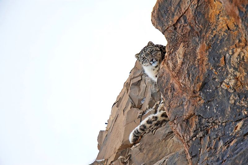 Observation de la panthère des neiges au parc national d’Hemis, dans les vallées de Rumbak et d’Ulley, au Petit Tibet (Ladakh).