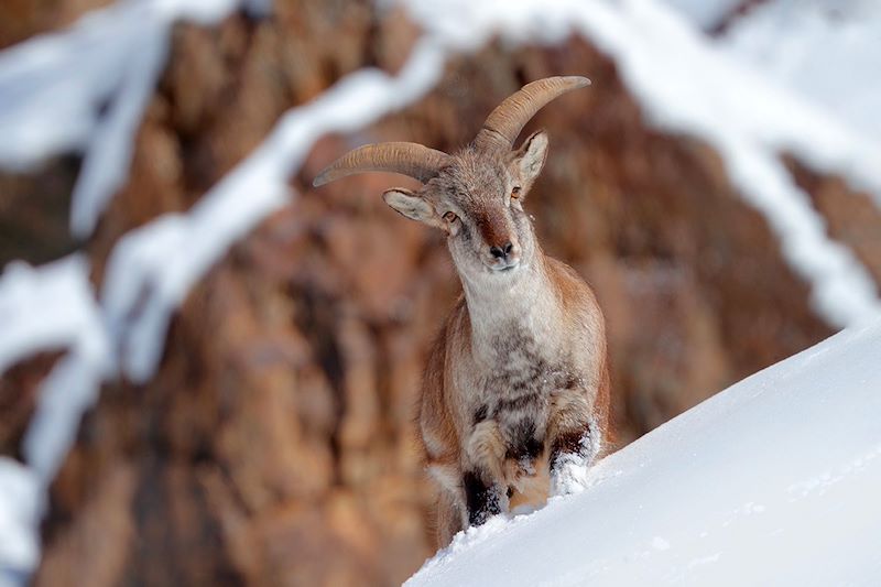 Bharal (mouton bleu) - Parc national de Hemis - Inde himalayenne