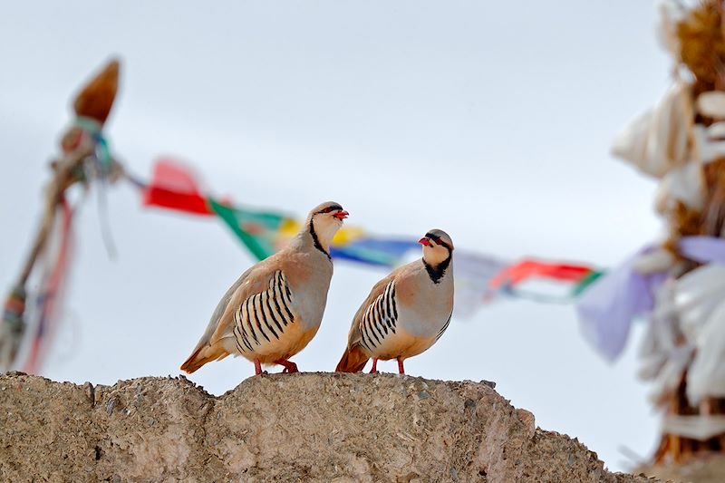 Perdrix bartavelle - Parc national de Hemis - Inde himalayenne