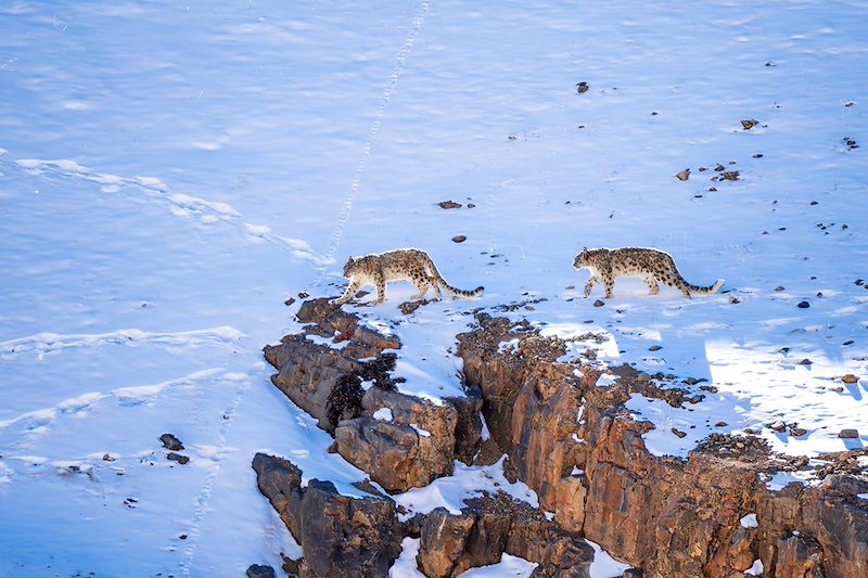 Panthère des neiges en Inde himalayenne - Inde