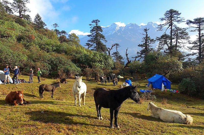 Bivouac vers Tshoka - Sikkim - Inde
