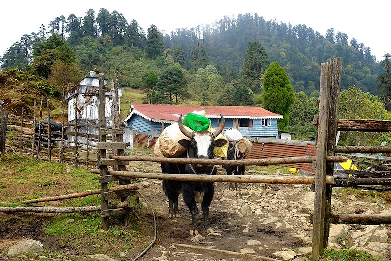Yak vers Tshoka - Sikkim - Inde
