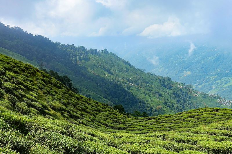 Environs de Darjeeling - Bengale-Occidental - Inde