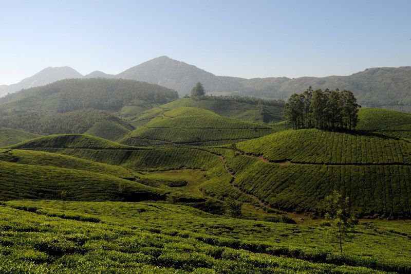 Munnar - Kerala - Inde