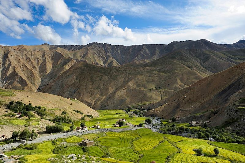 Champs de mais dans la vallée en-dessous de Lingshed Gompa - Zanskar - Ladakh - Inde