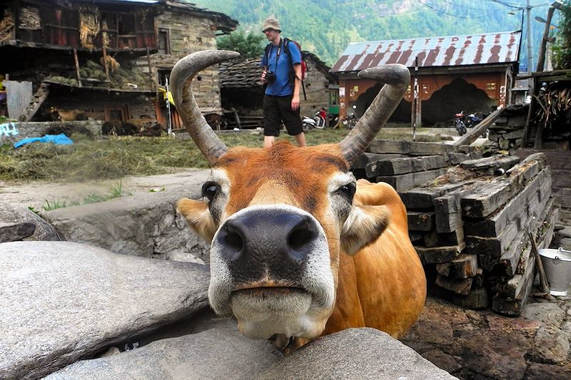 Vache à Manali - État de l'Himachal Pradesh - Inde himalayenne