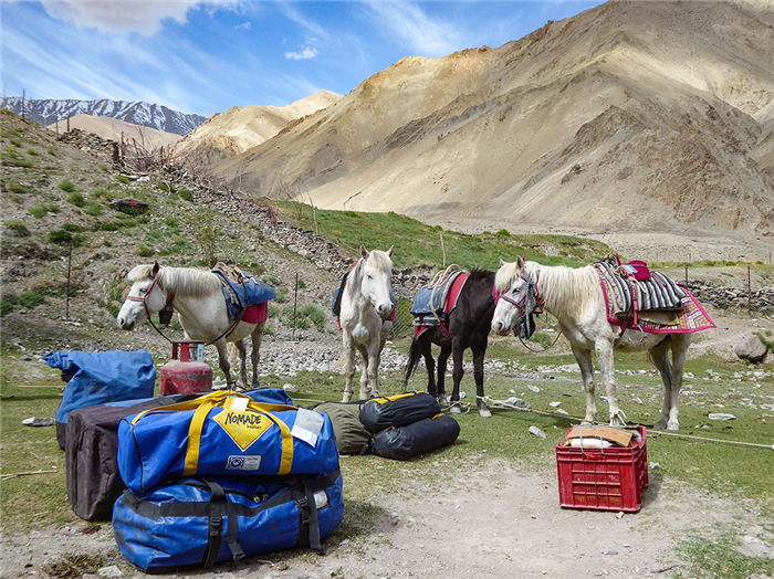 Campement à Rumbak - Trek de la Markha - Ladakh - Inde