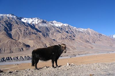 Spiti : Trek au petit Tibet ! 4