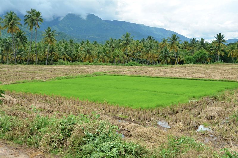 L'unique Kerala