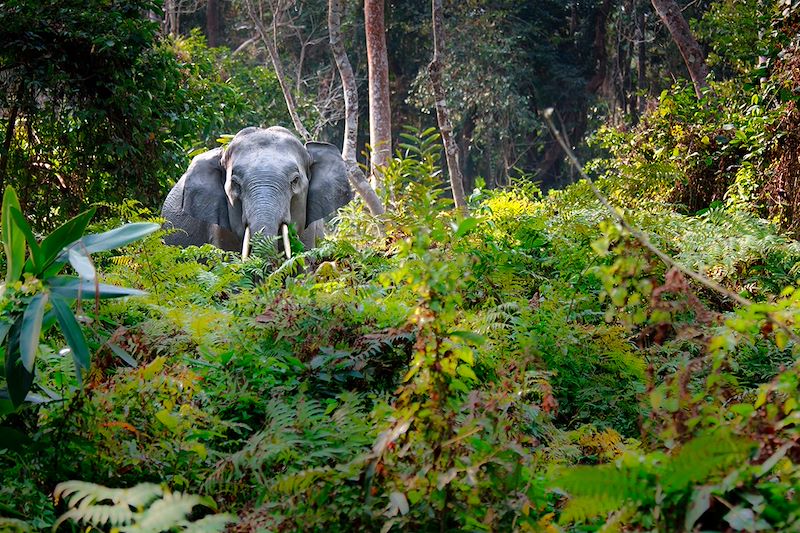 Éléphant au au Parc national de Kaziranga - Assam - Inde