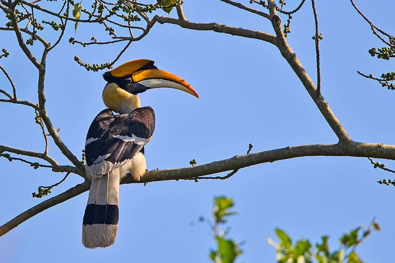 Calao bicorne en Inde