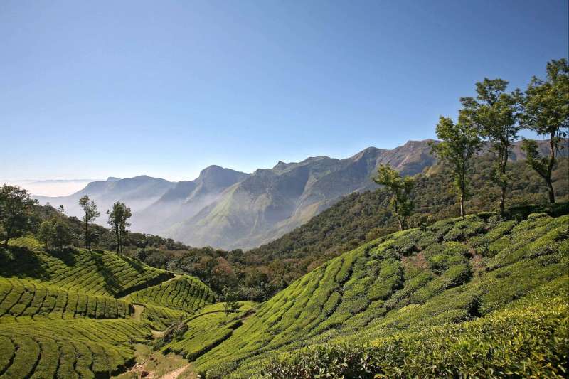 Le Kerala version trek, belle rando dans les plantations de thé et navigation sur les canaux