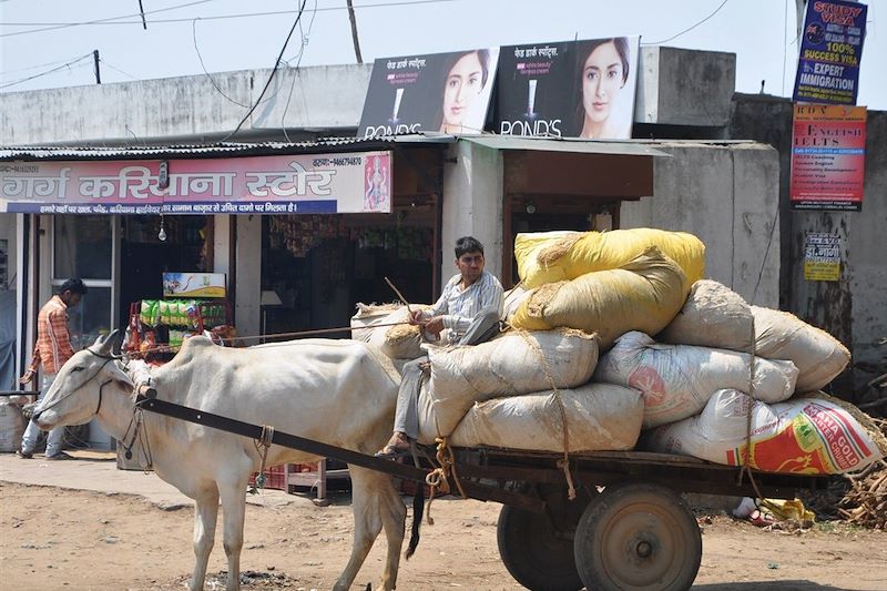 Charette à boeuf - Inde