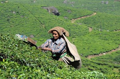 Rando des épices au Kerala 3
