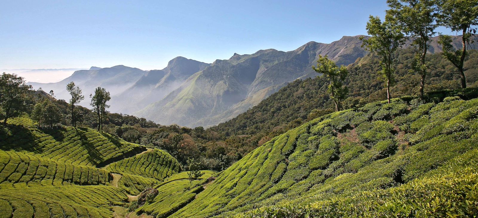 Rando des épices au Kerala