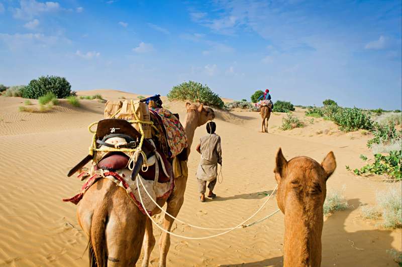 Safari en dromadaire dans le désert du Thar - Rajasthan - Inde