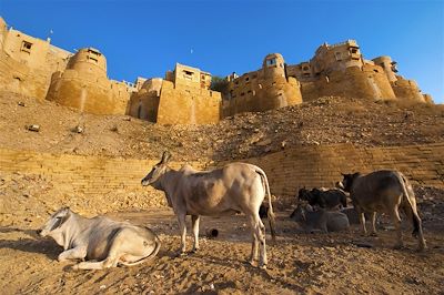 Désert et palais du Rajasthan + Bénarès 2