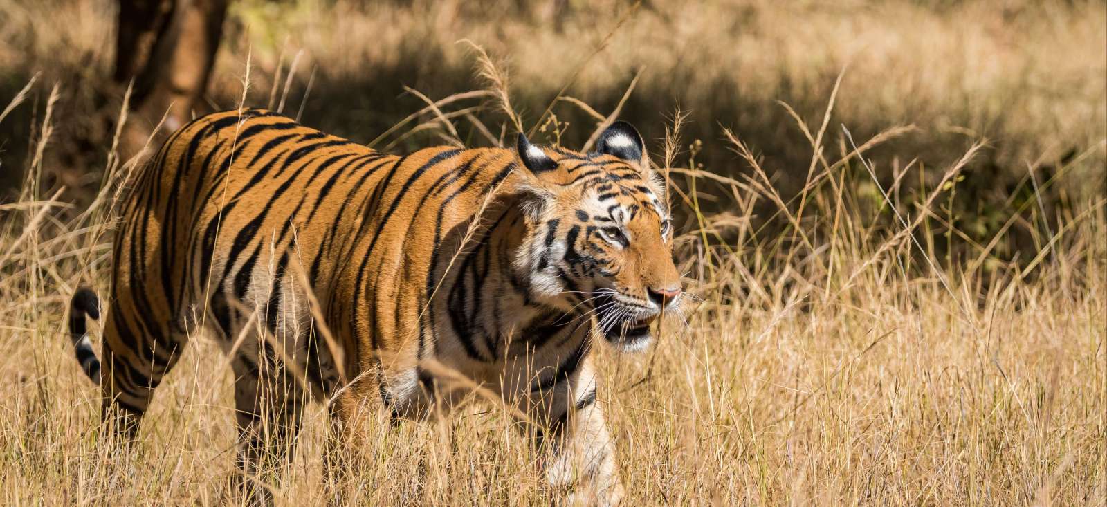 Image Tigres et temples : l'Inde sauvage !