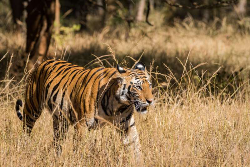 Image Tigres et temples : l'Inde sauvage !