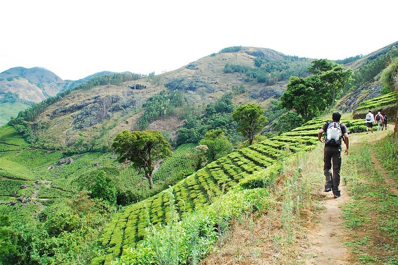 Randonnée dans les plantations de thé - Kerala - Inde