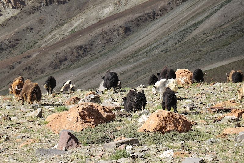 Du Zanskar au Ladakh en Royal Enfield 