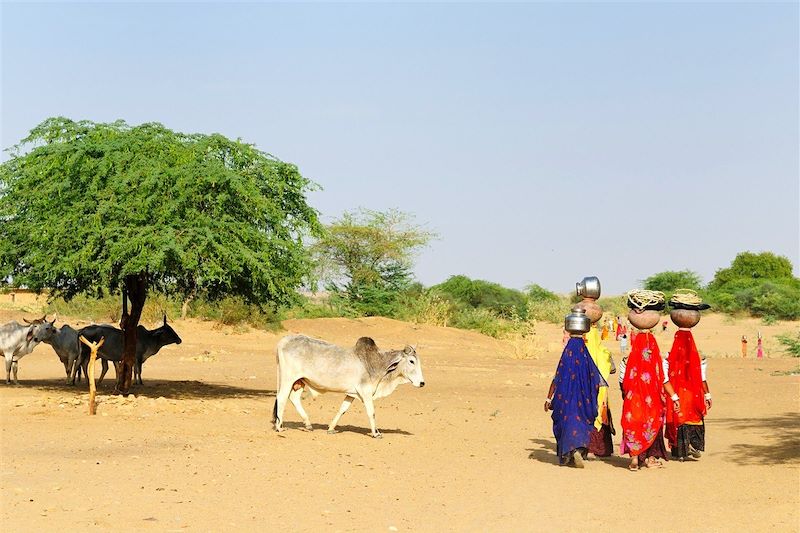 Désert du Thar - Rajasthan - Inde