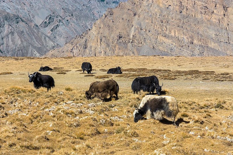 Groupe de Yaks dans la vallée de Spiti - Inde 